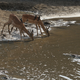 Illustration for article titled Incredibly tense images show impala escaping a crocodile attack